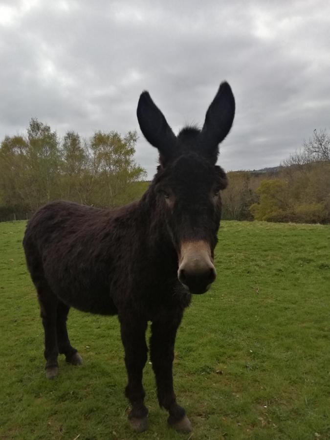 Durham Donkey Rescue Shepherd'S Hut Hotel Kültér fotó