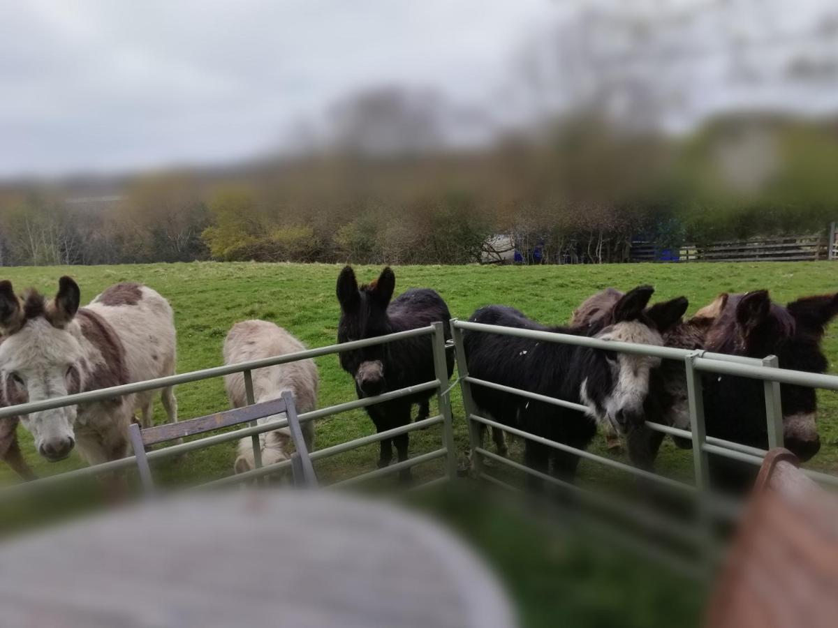 Durham Donkey Rescue Shepherd'S Hut Hotel Kültér fotó