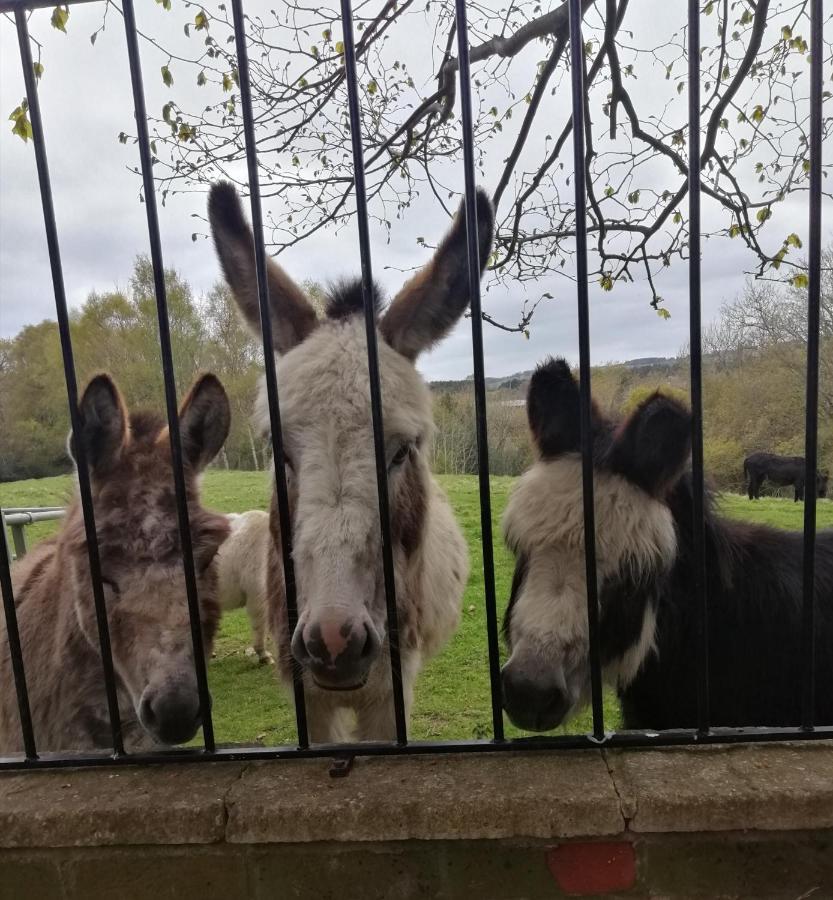 Durham Donkey Rescue Shepherd'S Hut Hotel Kültér fotó