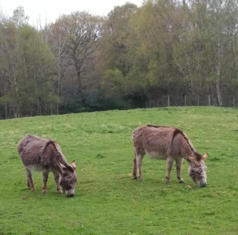 Durham Donkey Rescue Shepherd'S Hut Hotel Kültér fotó